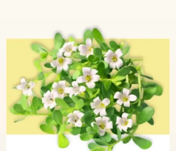 Fresh brahmi with small white five-petalled flowers