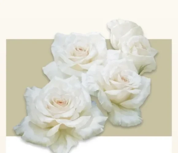 Open white garden roses